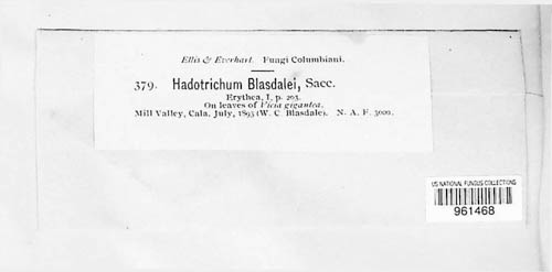 Hadrotrichum blasdalei image